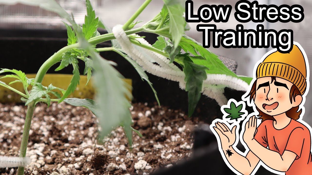 Growing Autoflowers | Ep. 8 (Starting LST)