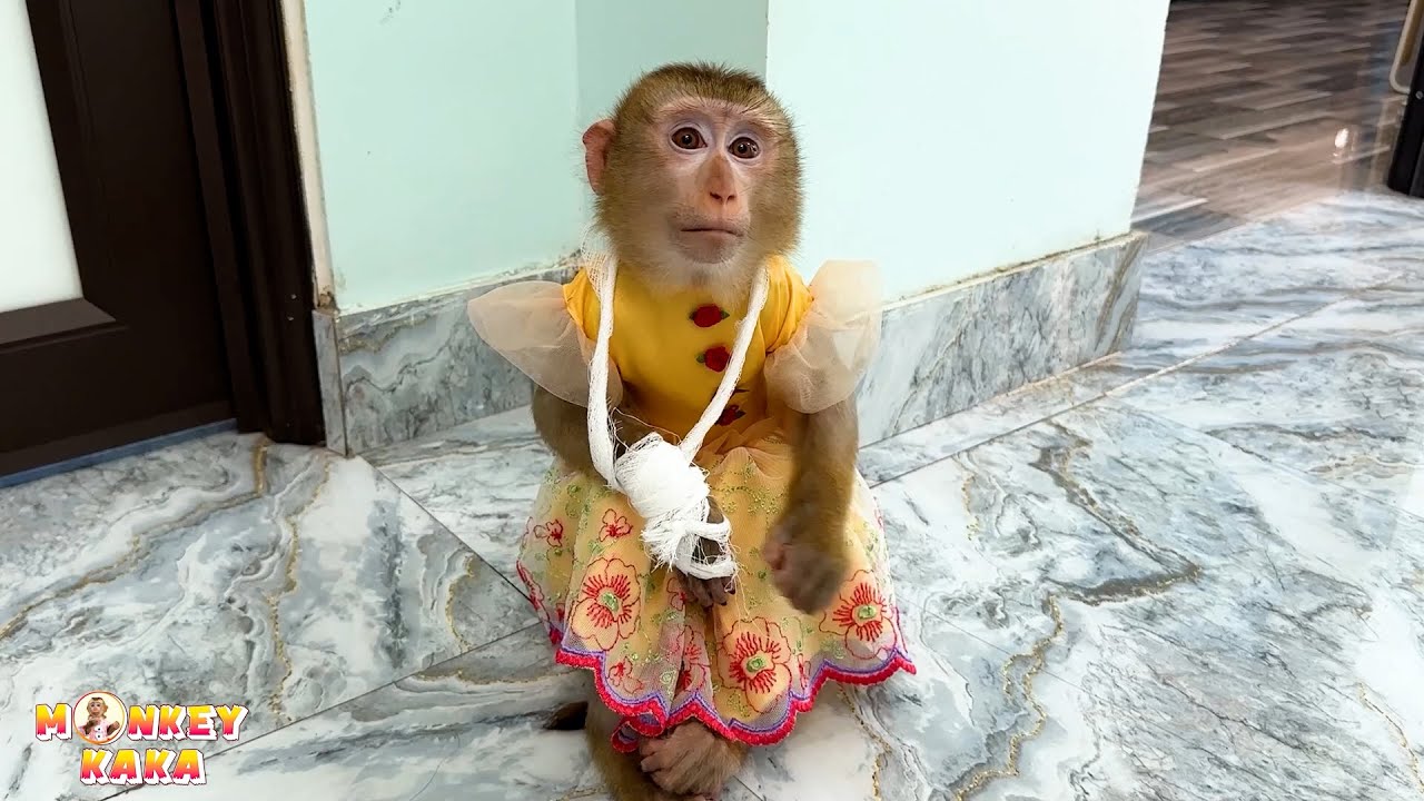 Monkey Kaka pretends to be injured to get her mother's attention