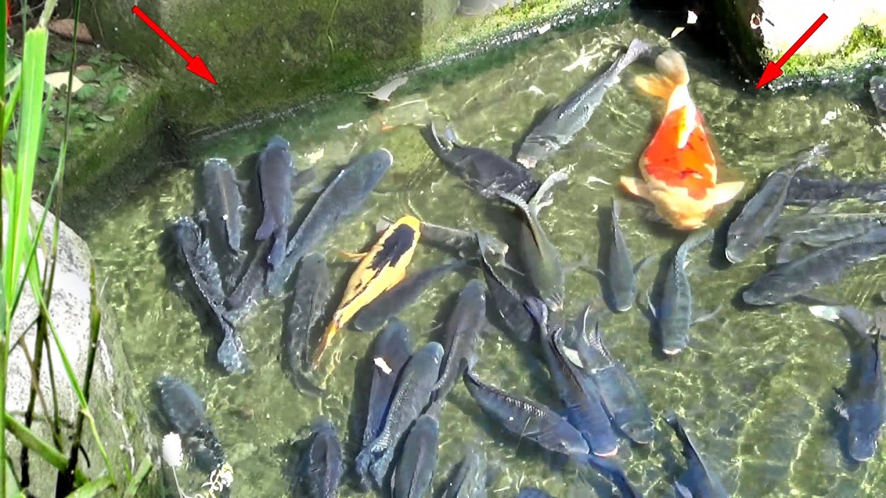 GAK TEGA❗BANYAK IKAN TERJEBAK DI SUNGAI DANGKAL