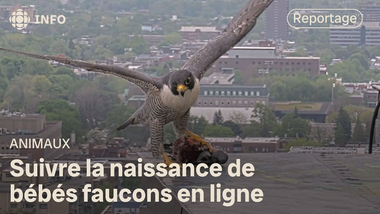 Une famille de faucons populaire à l’Université de Montréal