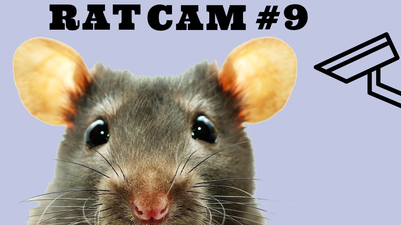 12 HOURS OF RATS & CHILL #9
