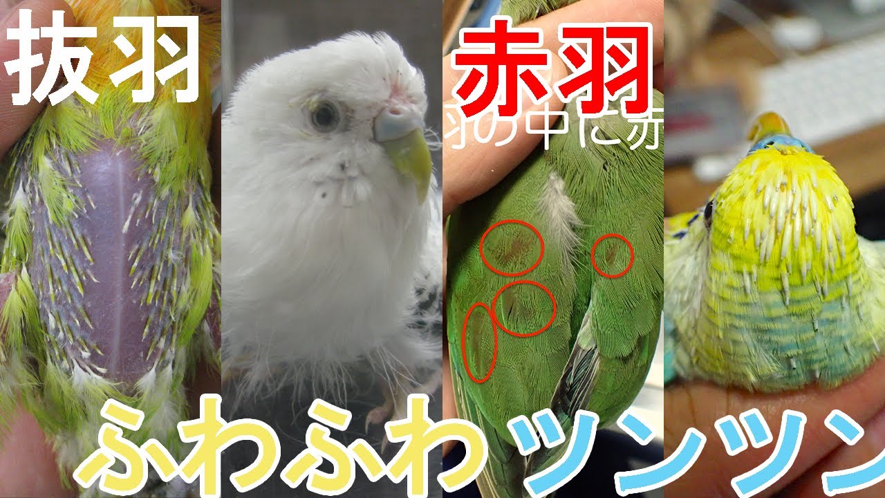 【インコ・オウム】獣医師が教える羽でわかること