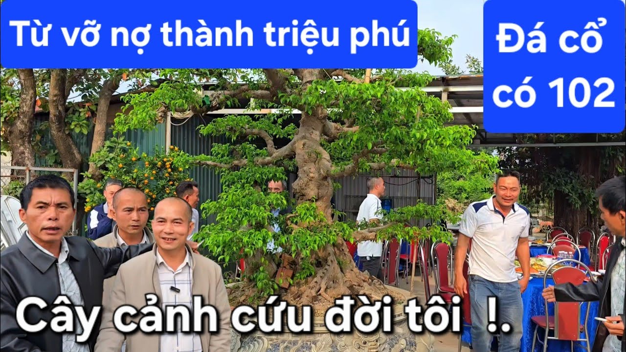 Phú Sự từ vỡ nợ đổi đời nhờ chơi cây cảnh và đồ đá cổ 
