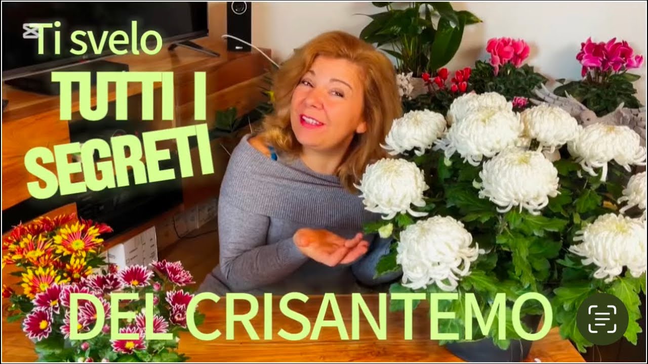 GUIDA COMPLETA per avere i più belli CRISANTEMI
