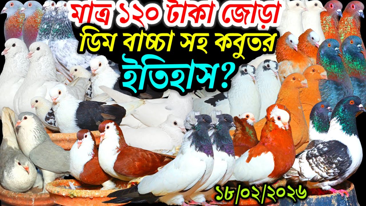 মাত্র ১২০ টাকা জোড়া ডিম বাচ্চা সহ কবুতর ইতিহাস আকর্ষণীয় ফেন্সি রেসার গোল্লা গিরিবাজ কবুতর কিনুন