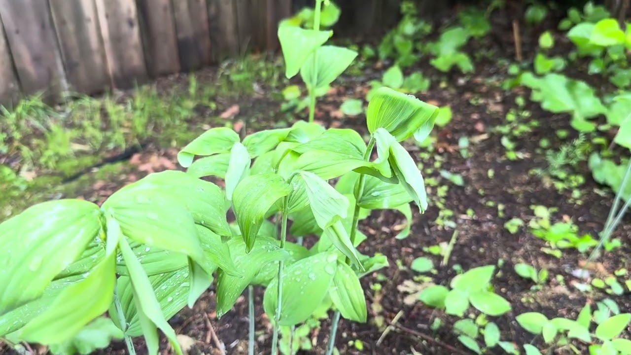 My Solomon seal 2025 / Kuv cov zaub qwv qwg xyoo ob phaav neeg nkaum tsib. 05-21-2025