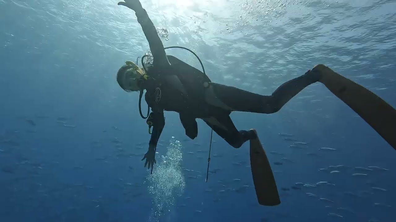 20251227-29 Palau German channel/Blue corner/turtle cove