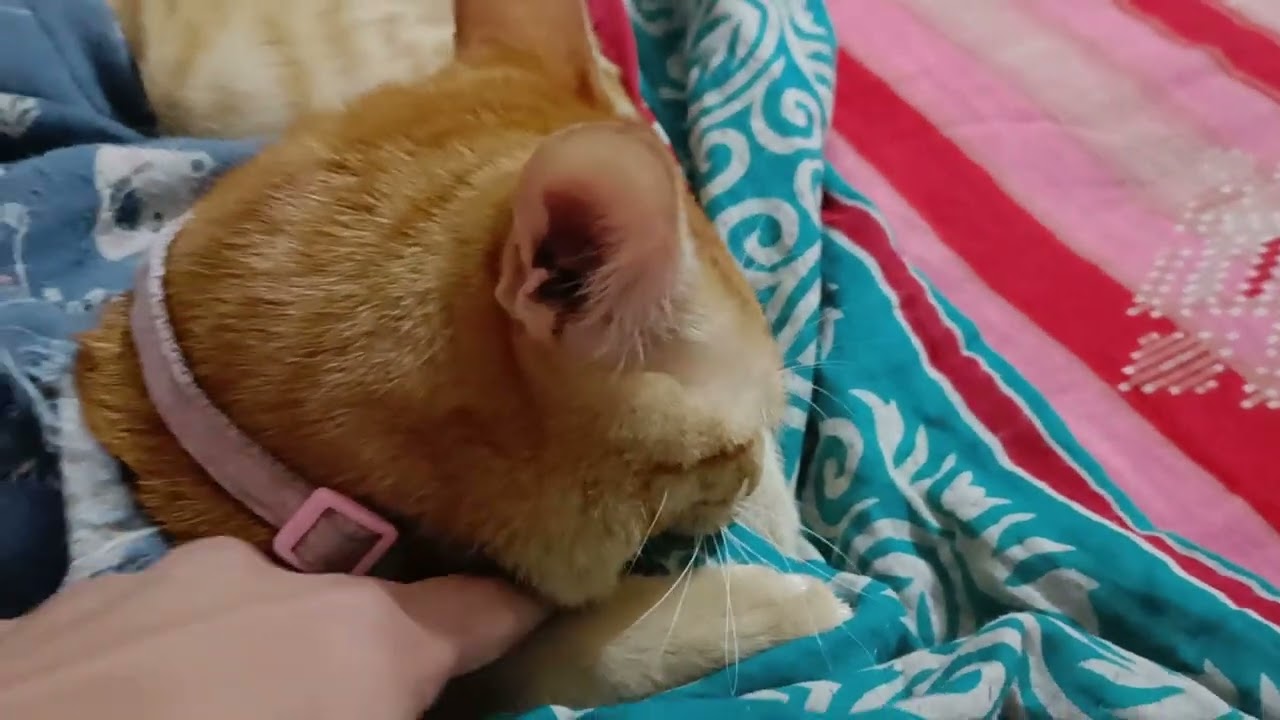 মায়ের কাছে কে ঘুমাবে তা নিয়ে  যুদ্ধ চলছে🥶