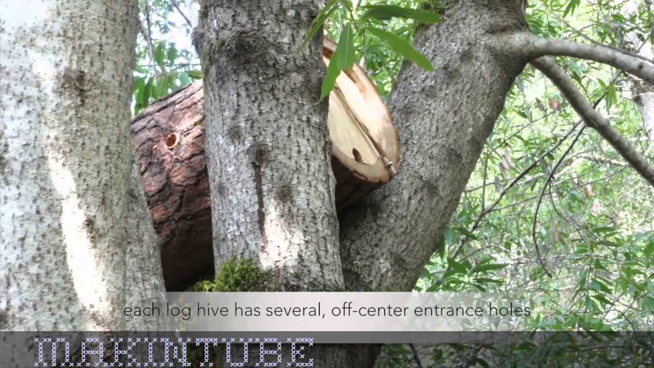 The Art of Log Hive Making: Expert Only