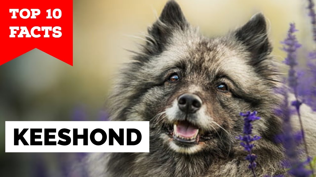 Keeshond - Top 10 Facts