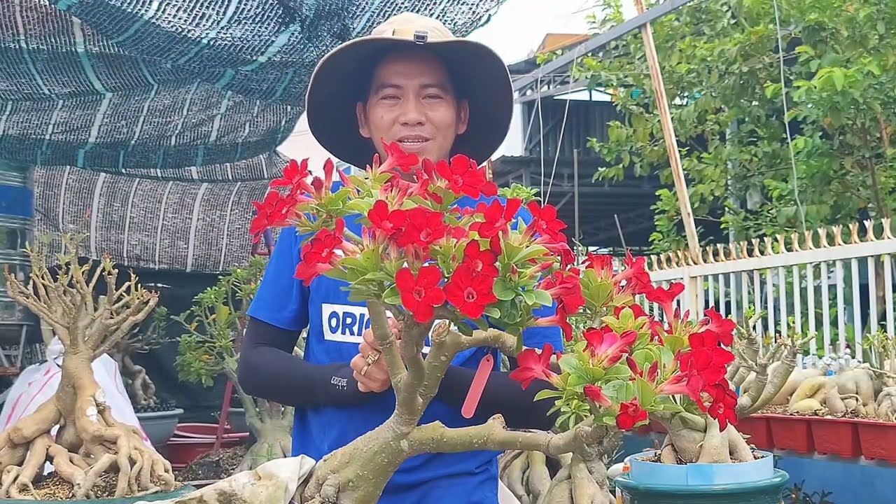 phân 1: xả tàn làm bông sứ cánh kép đón xuân 2025.| Adenium/ truyềnbonsai.