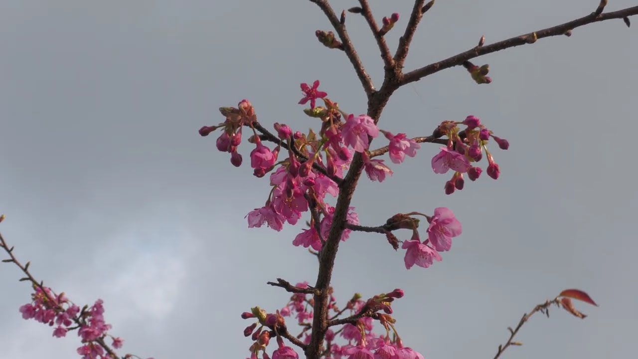 今治 野間馬ハイランド 冬に咲く桜 河津桜