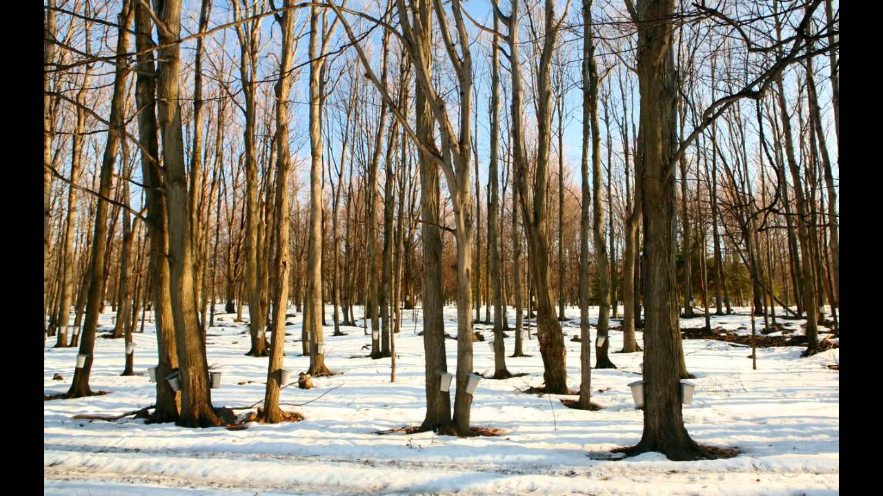 REEL DU SIROP D'ÉRABLE (MAPLE SUGAR)  -André Proulx (2001) 100 ANS DE FOLKLORE