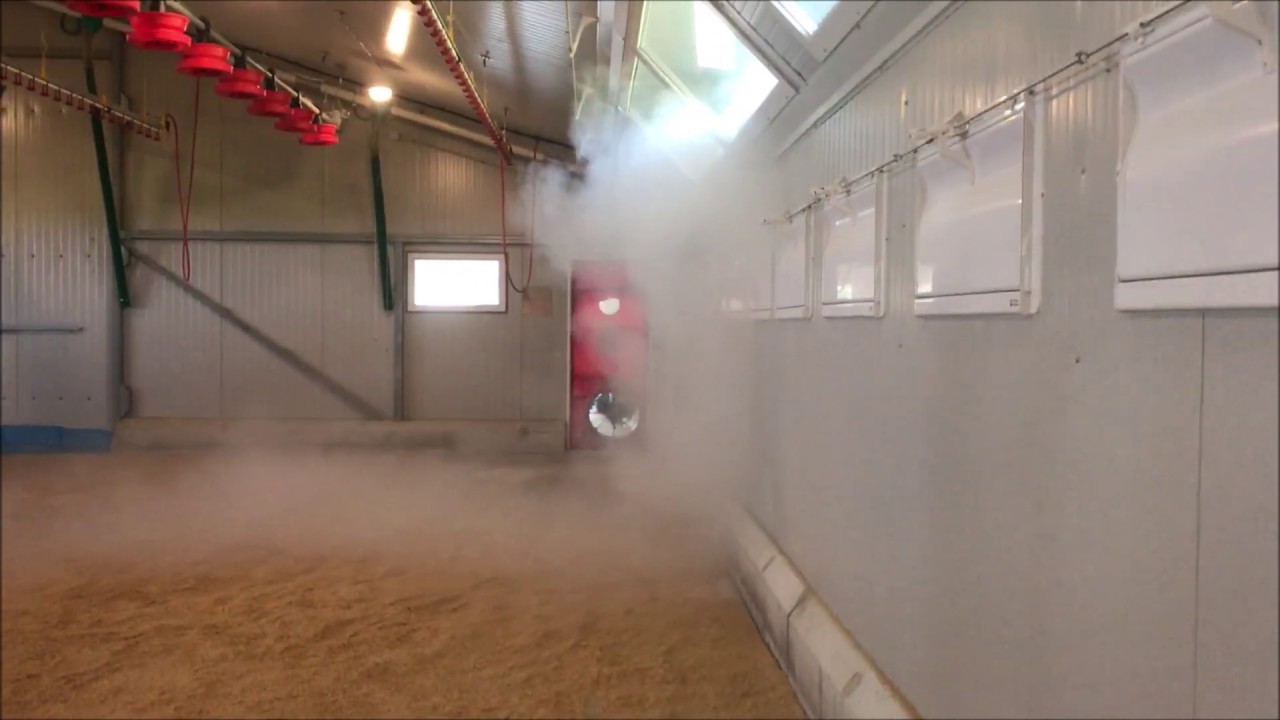 Test fumigènes dans un bâtiment de volailles de chair