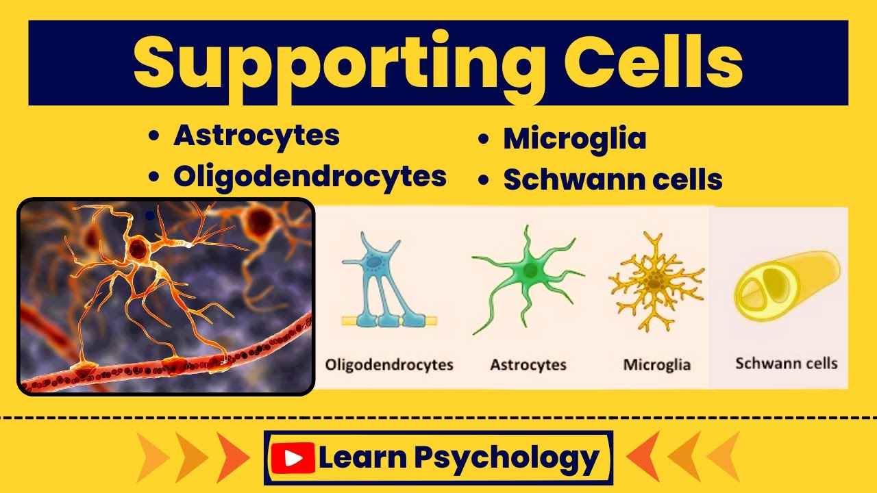 Supporting Cells of Nervous System (Urdu/Hindi)