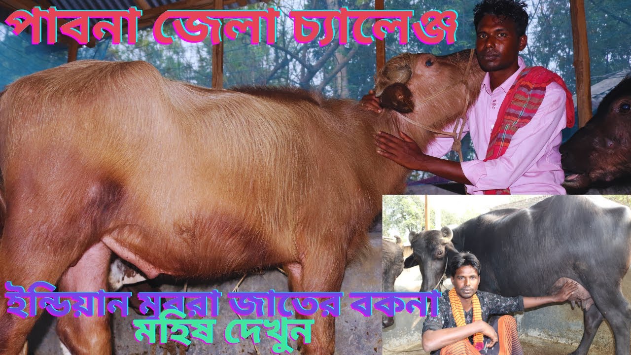 কনক ভাই বাংলাদেশ চ্যালেজ্ঞ করলেন মুররা না হলে মহিষ ফ্রী দেবো | ইন্ডিয়ান বকনা কিনুন