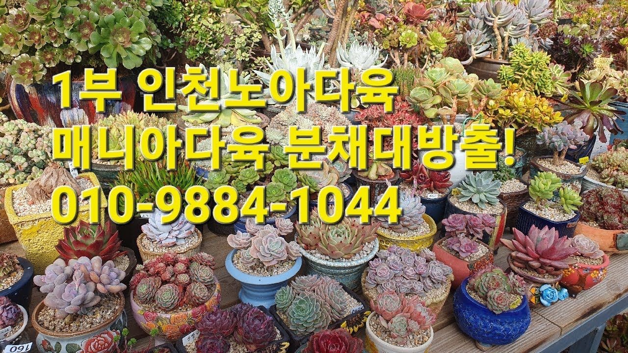 1부 인천노아다육 010-9884-1044매니아다육 분채대방출!