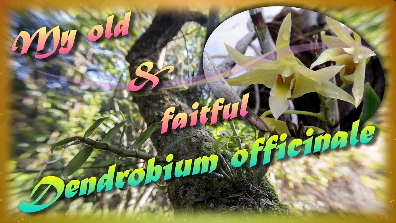 Dendrobium officinale   How I grow my old & faithful orchid   26/07/2021