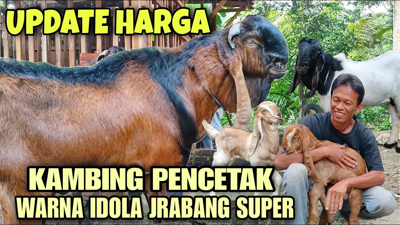 BONGKAR RAHASIA HARGA KAMBING TRAND SAAT INI‼️PEJANTAN JRABANG SUPER