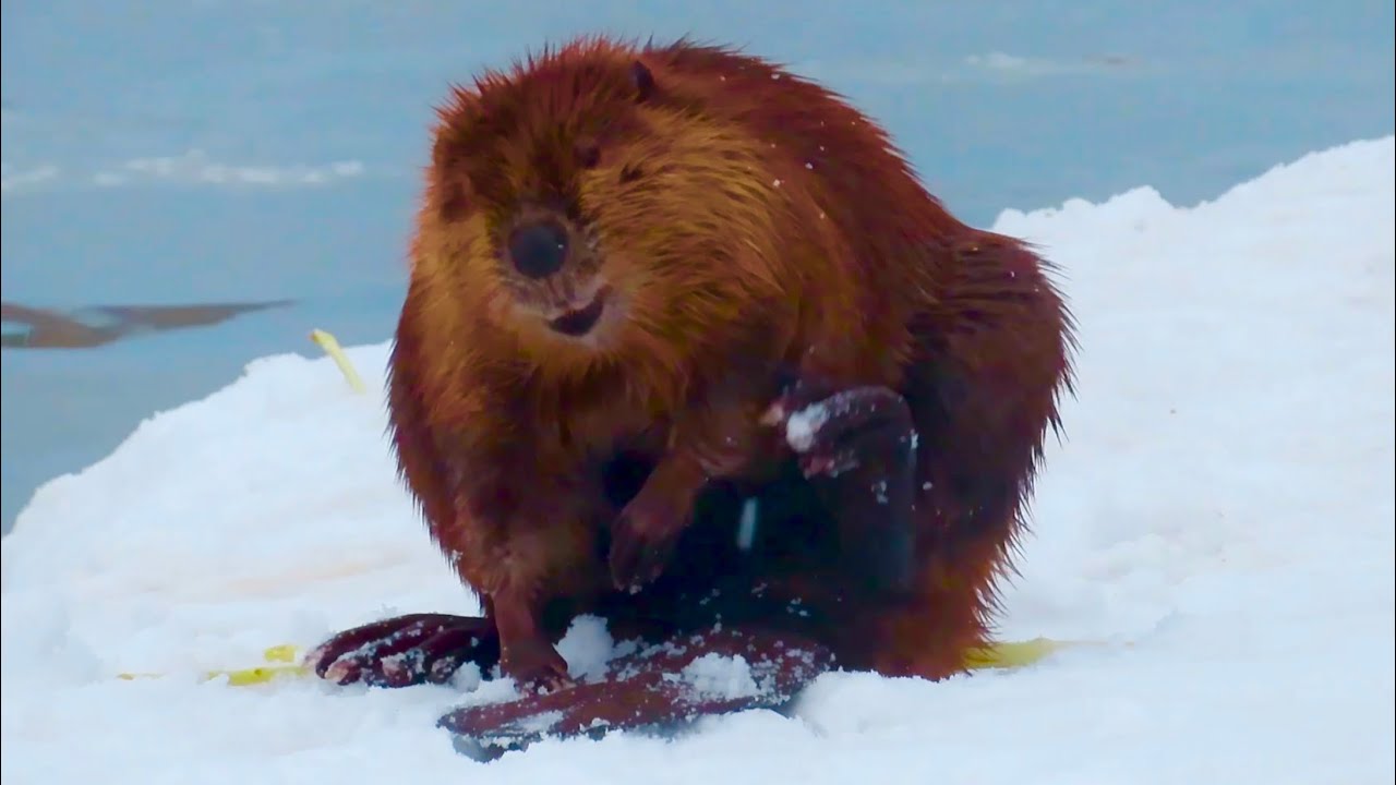 A Beaver Grooming its Fur in the Snow