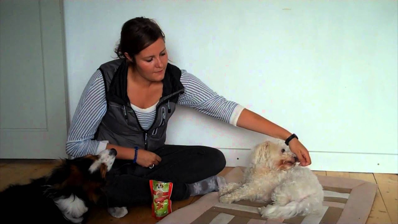Lær din lille hund at spille død