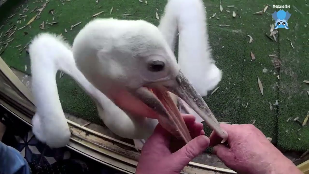 Pelican chicks demanding food:  Muffin and Faith