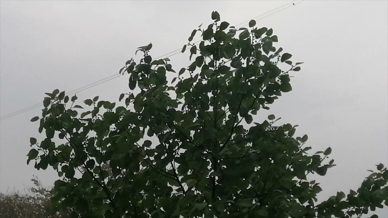 Natural beauty with relaxing music #hpdevbhoomi