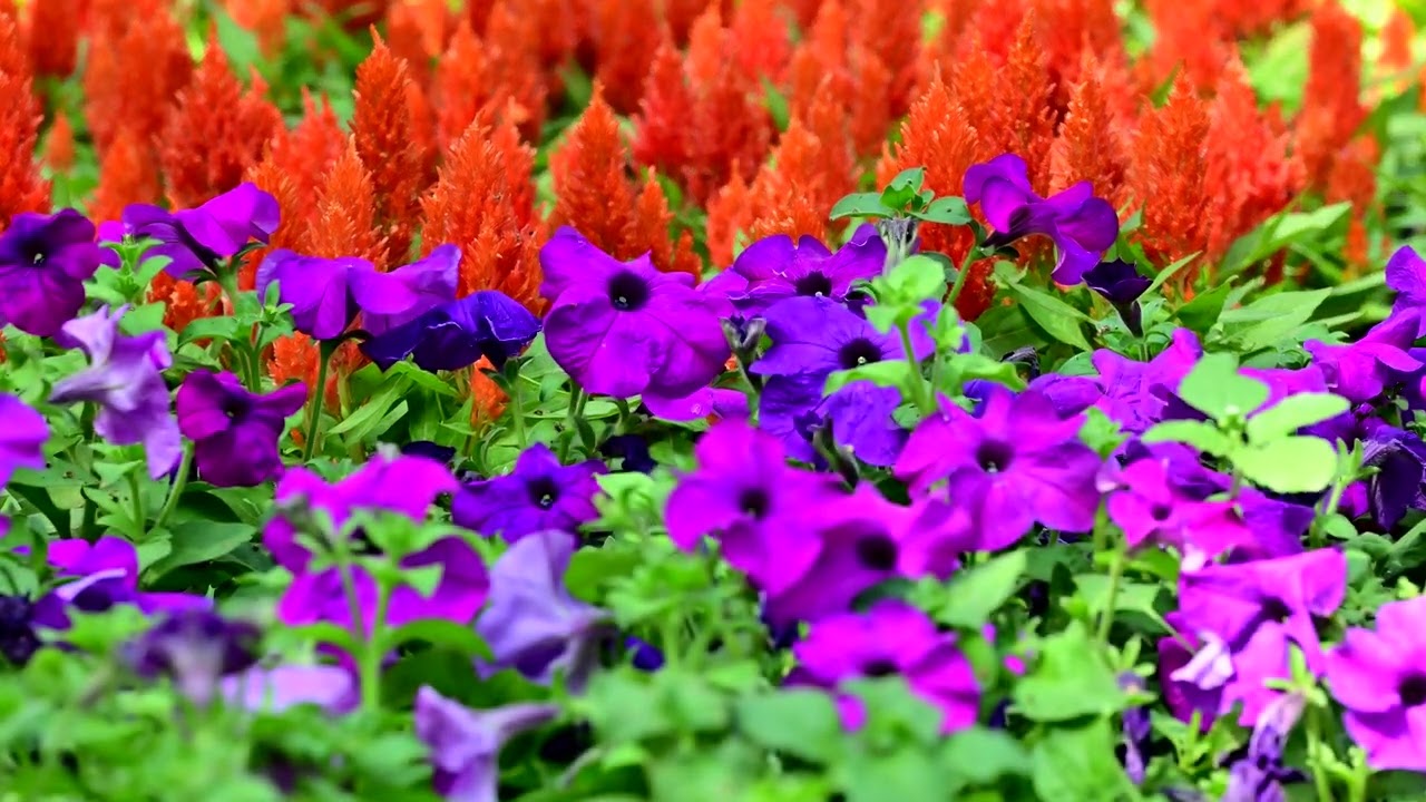 Empress Garden Flower show 2025 | Pune | Lineesh Videography