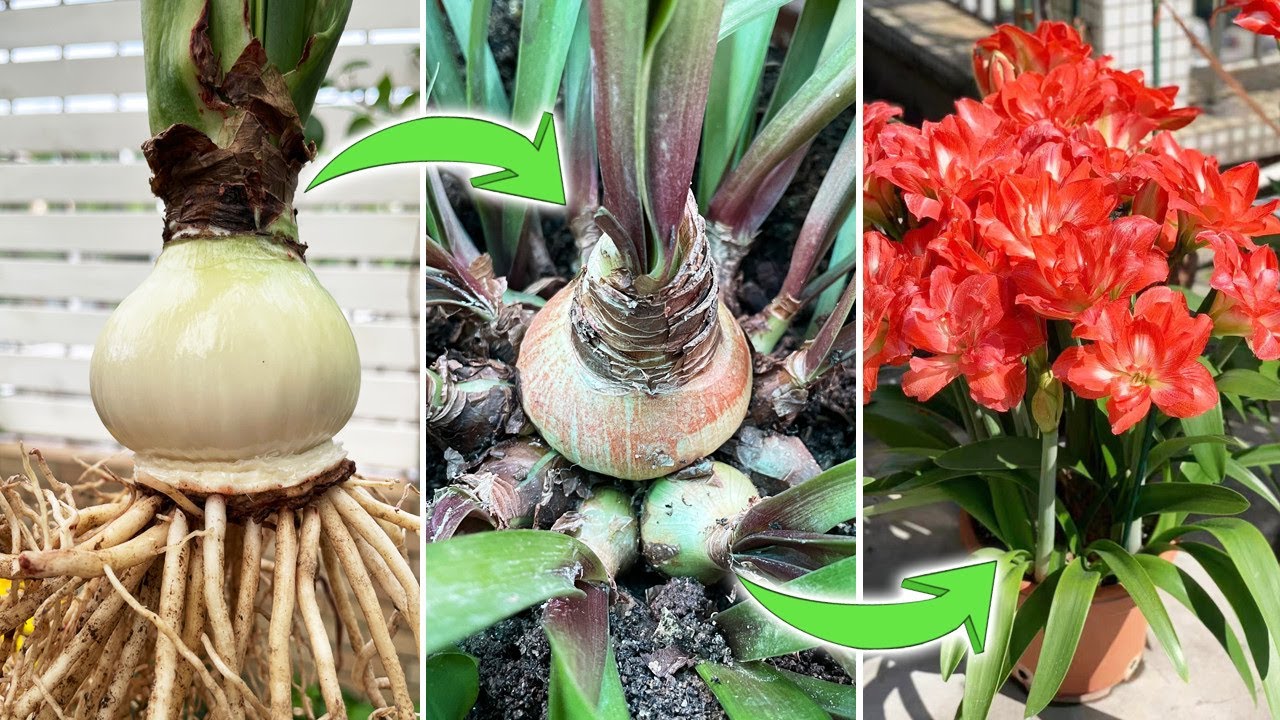 Can it Make Amaryllis Grow Bulblets? | A Test of Plant Hormone on Amaryllis Hippeastrum(Turn on CC)
