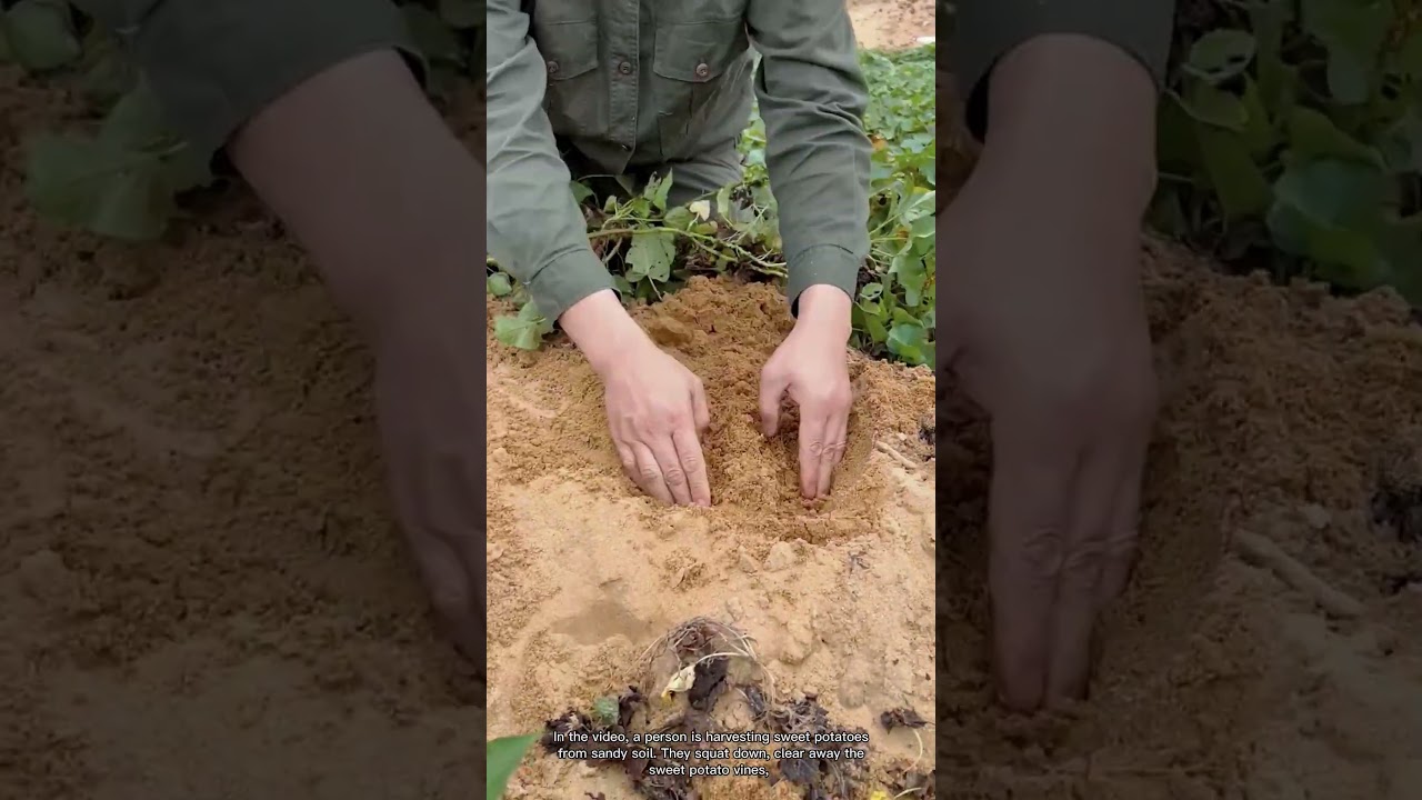 Harvesting Sweet Potatoes: Digging and Sorting in the Sand