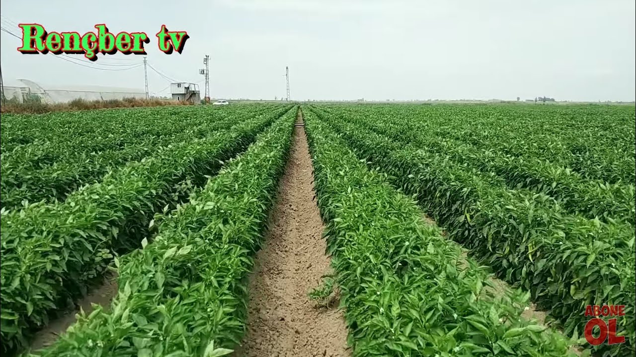 Kaliteli ve verimli biber için sulama gübreleme ilaçlama ve bakımı nasıl olmalı. Biber ekimi