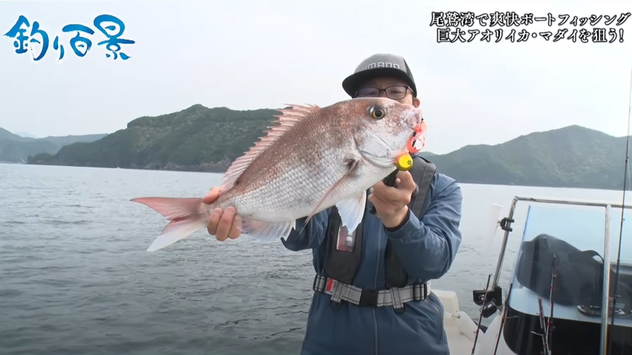 【釣り百景】#393 尾鷲湾で爽快ボートフィッシング巨大アオリイカ・マダイを狙う！