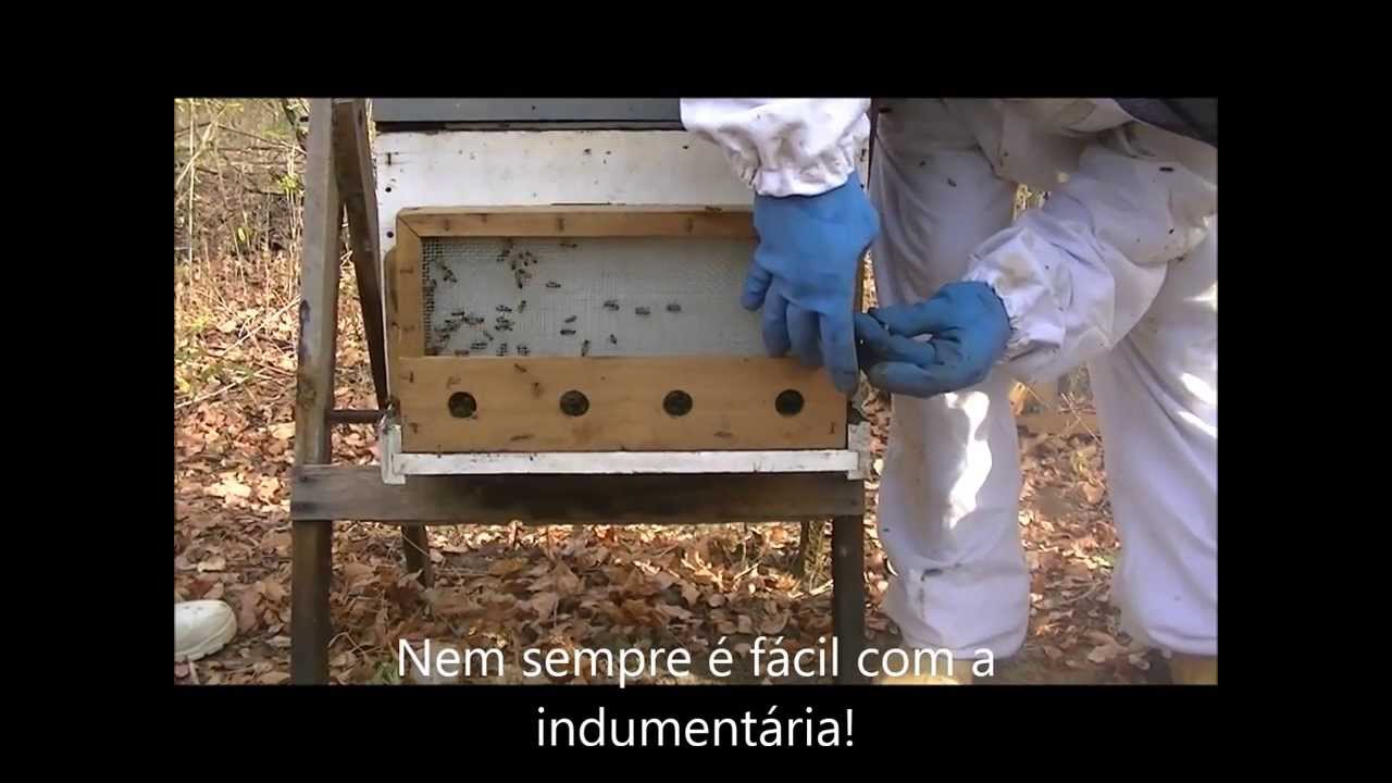 TRANSPORTE DE COLMEIAS: Abelhas Africanizadas durante o dia