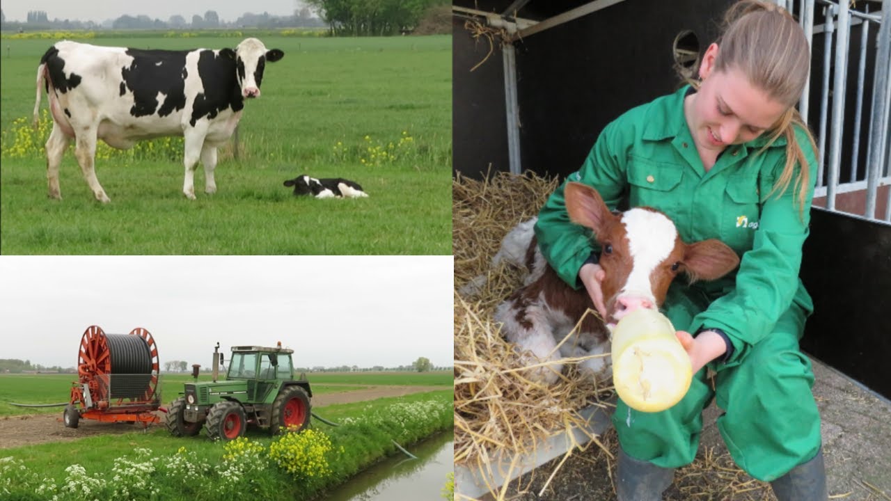 Koeien in de wei & een bijzondere geboorte | De Boeren Broekies - Vlog #5