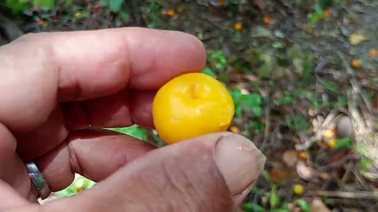 Ubalha, Uvaia ,Pitomba do mato fruta silvestre saborosa