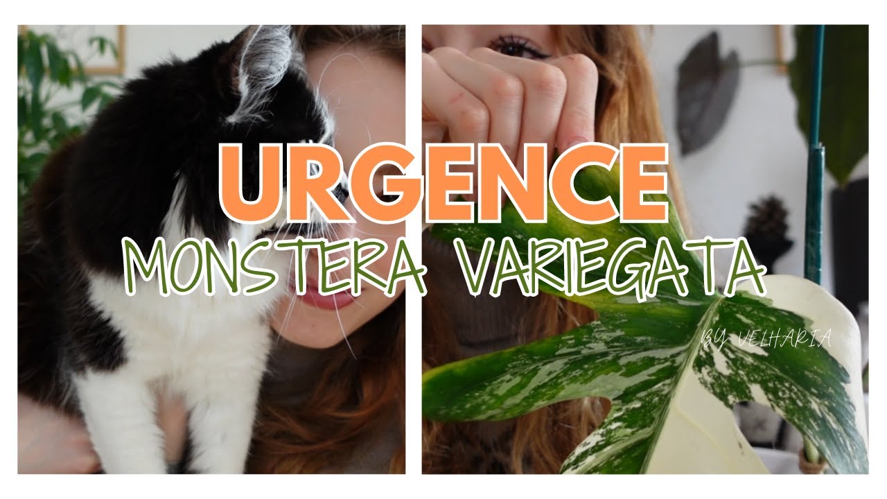URGENCE | Ma Monstera Variegata va mal...