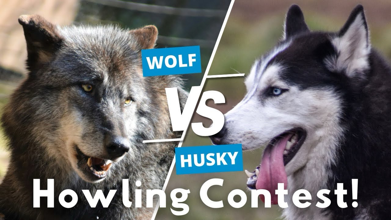 The REAL Difference Between a Wolf and a Siberian Husky