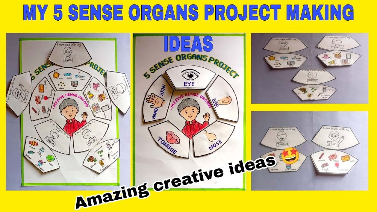 Sensory organs model for school project | my Sense Organs project ideas | Sensor organs craft model