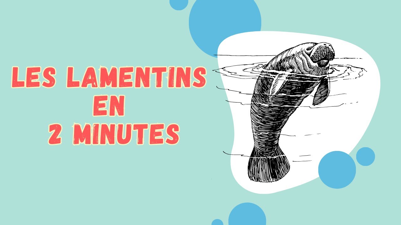 Les lamentins en 2 minutes top chrono