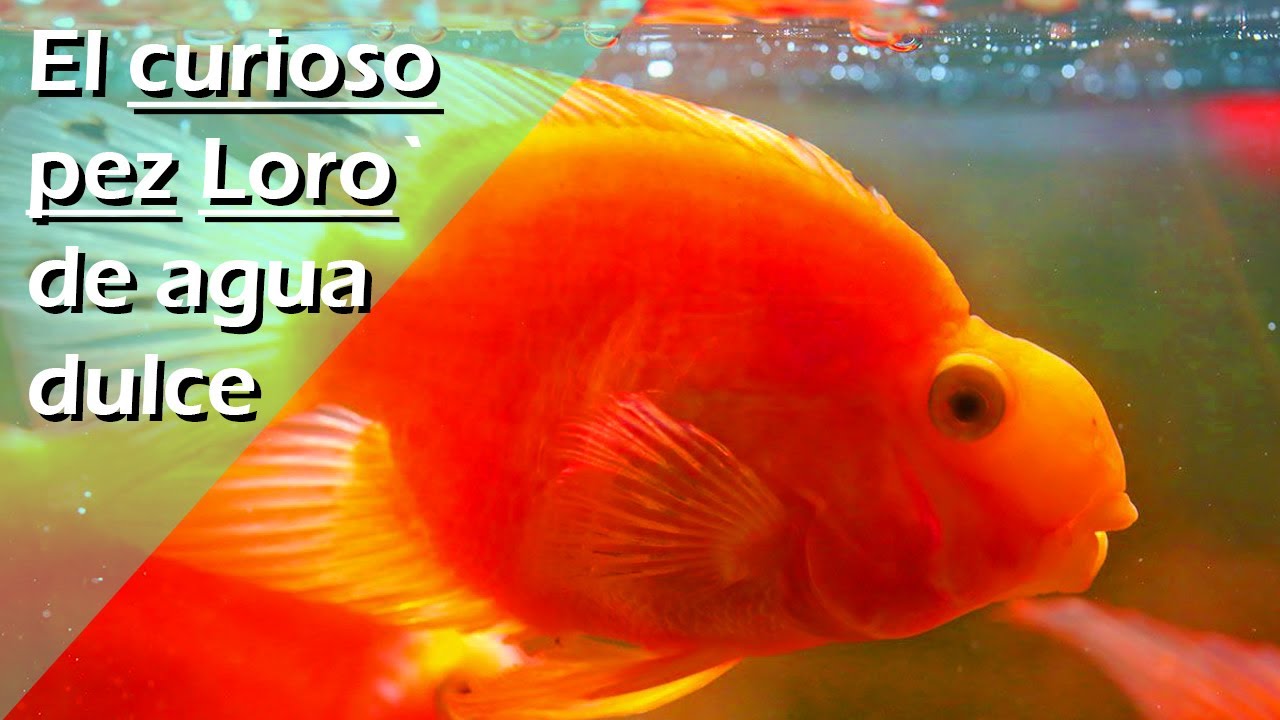 38🦜.- El curioso pez LORO / PERICO de agua dulce [PARROT FISH]