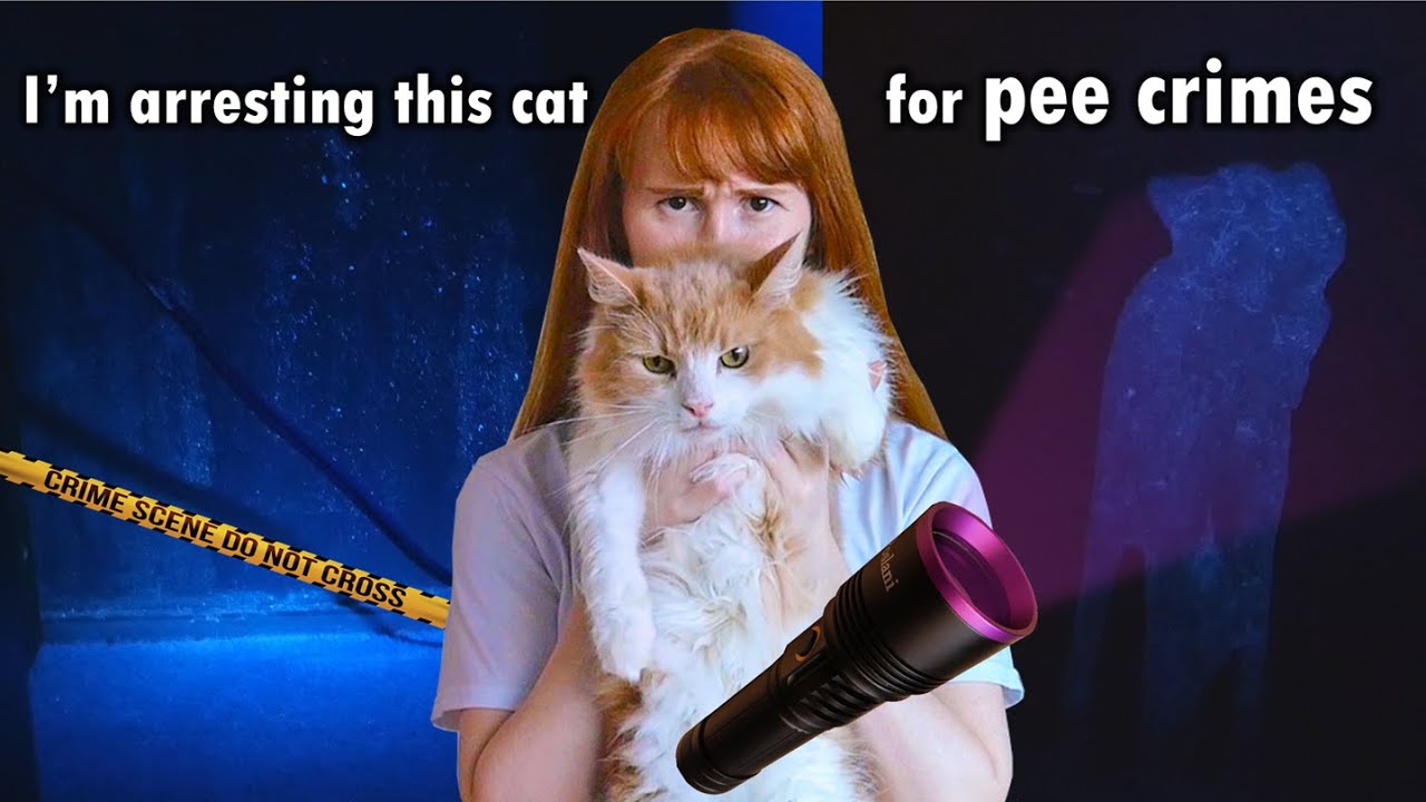 Uncovering our cat's crimes with a UV light