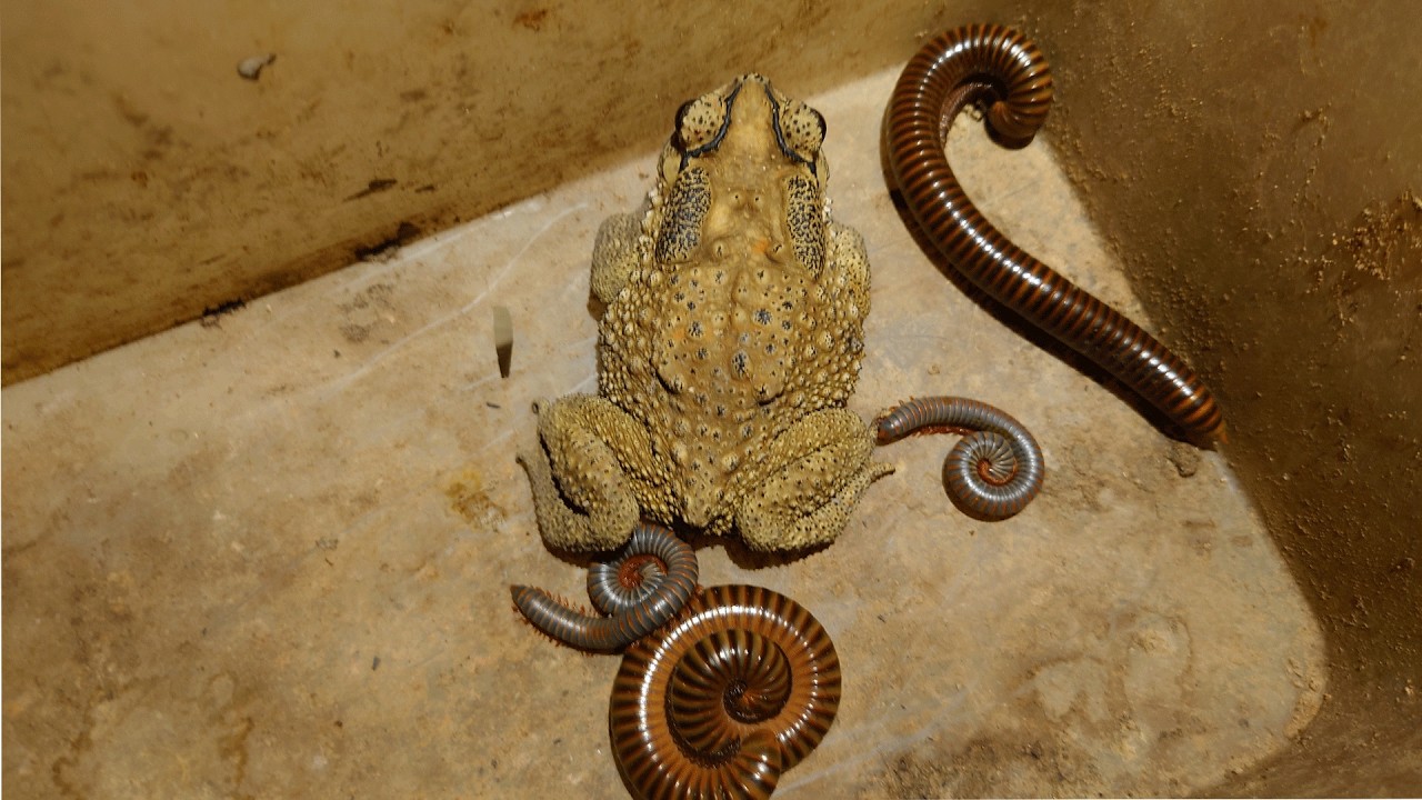 Catch Most Beautiful Bugs In The World, Red Spotted Millipedes, Giant Millipede, Toad.