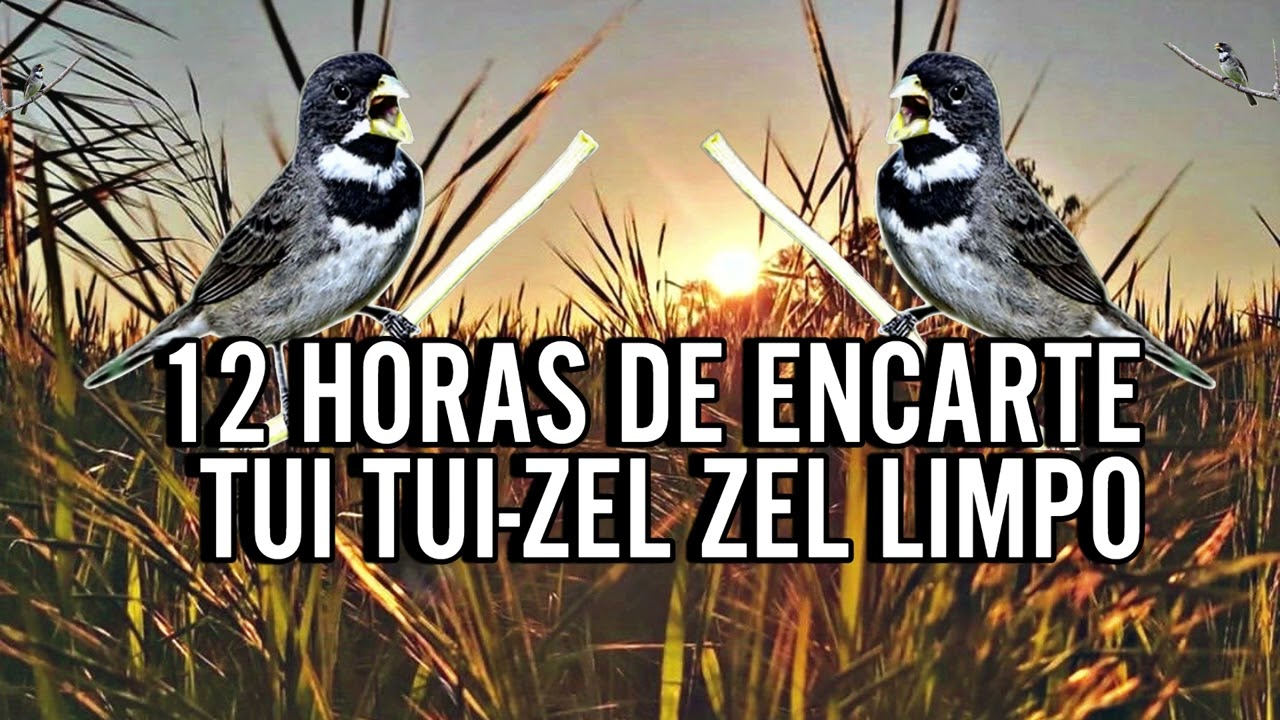12 HORAS DE TUI TUI ZEL ZEL PARA ENCARTE !! ENCARTE AGORA SEU COLEIRO