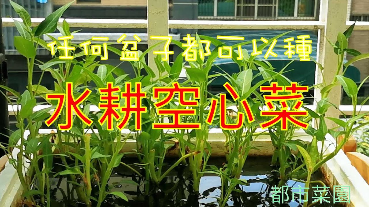 【都市菜園】水耕空心菜--種空心菜就是這麼簡單