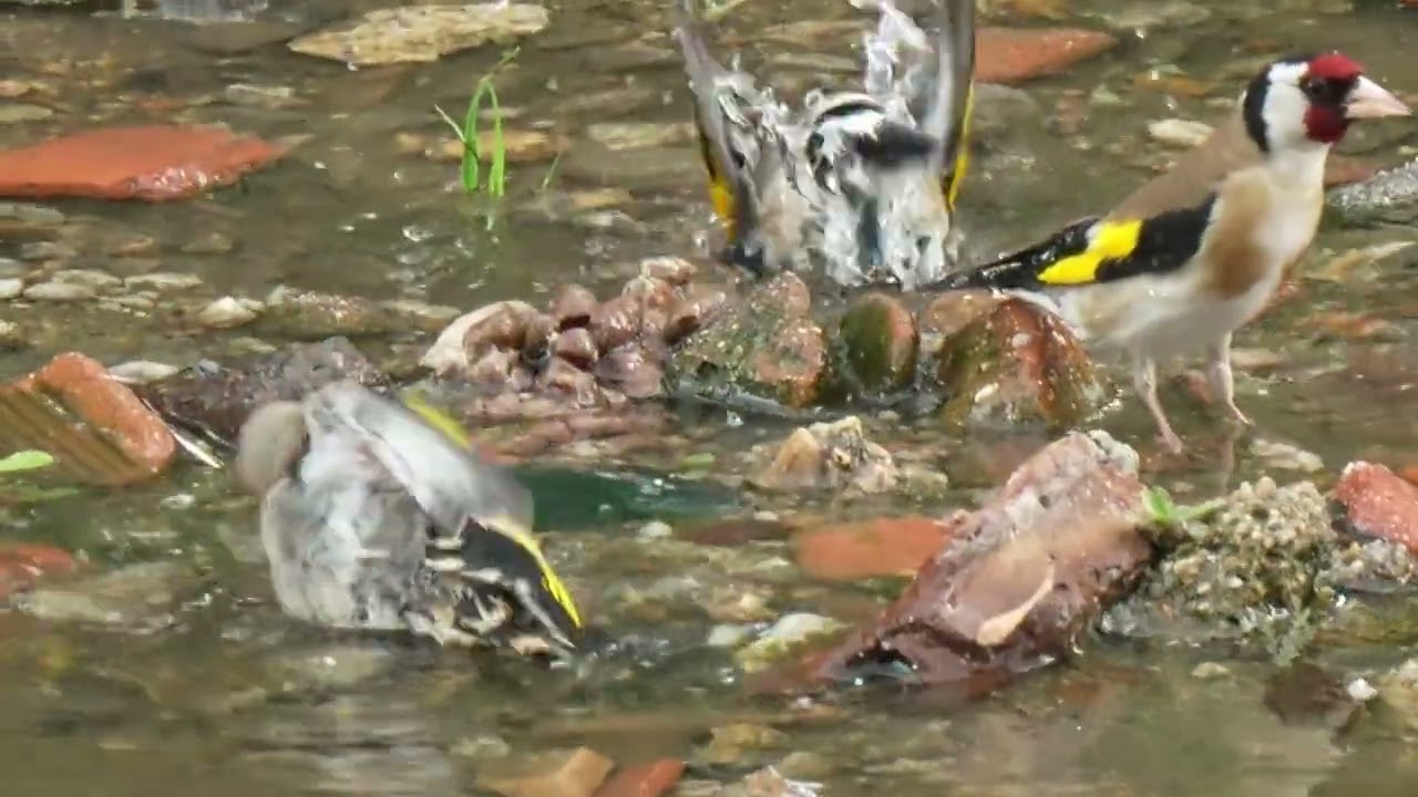 GOLDFINCH SLOW MO OK