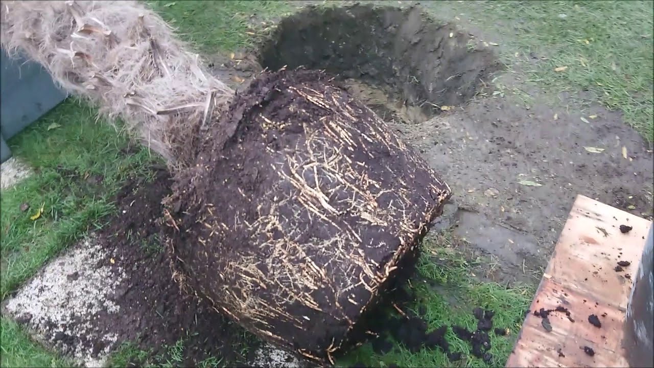 Palm Garden, Trachycarpus Wagnerianus dołowanie !