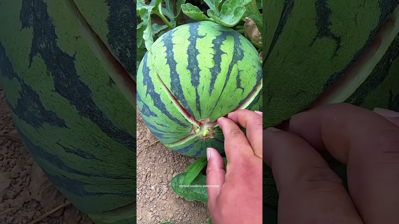 Easy Way To Break Open The Triploid Seedless Watermelon !