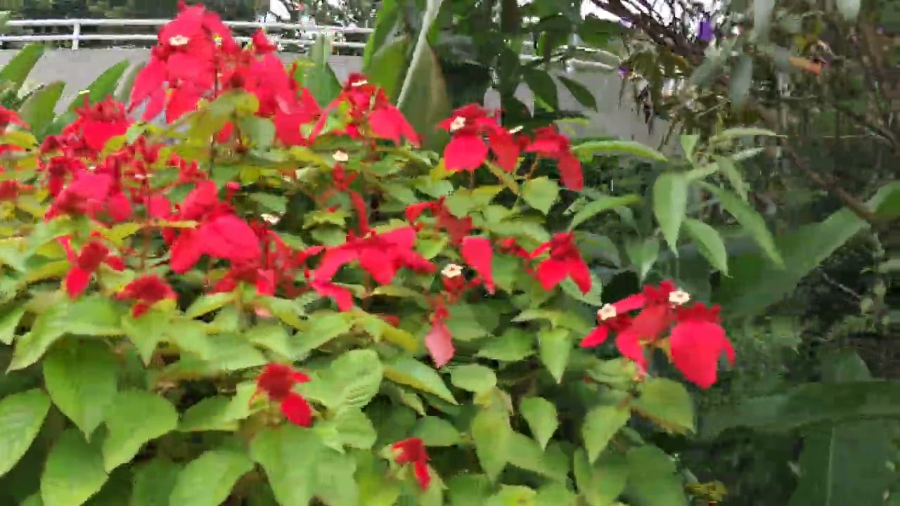 Passeando pelo Santuário Madre Paulina