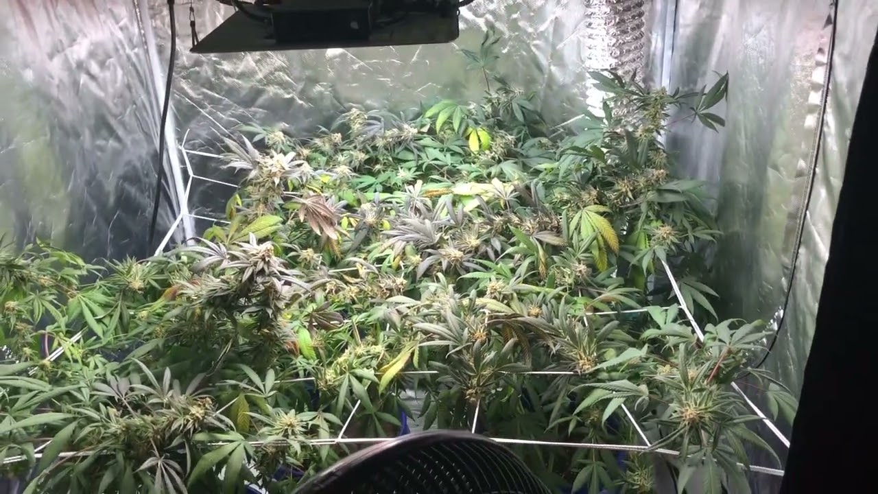 Sundae Driver Ladies Getting Close to Harvest