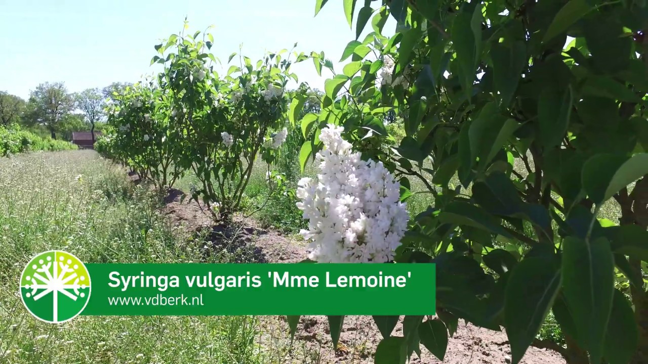 Syringa vulgaris 'Mme Lemoine'   NL